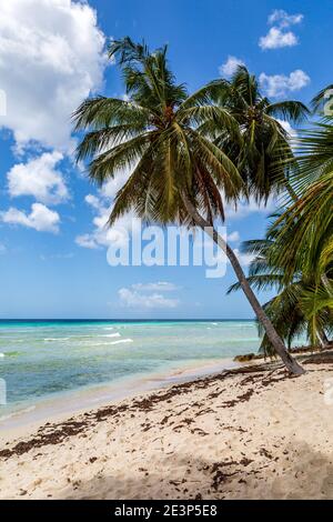 Eine Palme an einem karibischen Sandstrand, dahinter das türkisfarbene Meer Stockfoto