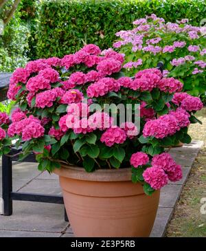 Großer Blumentopf im Freien mit rosa Hortensien in voller Blüte. Stockfoto