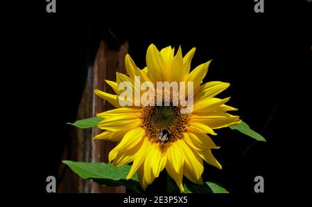 Nahaufnahme einer Sonnenblume in voller Blüte mit Blättern und schwarzem Hintergrund und einer Biene darauf. Stockfoto
