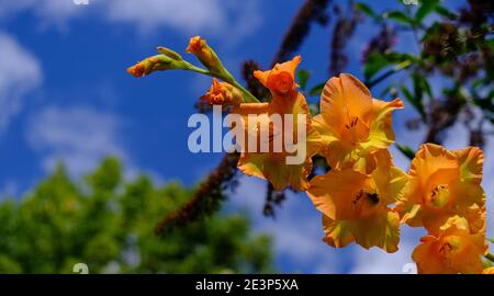 Nahaufnahme von lachsfarbenen Gladiolus-Blumen mit blauem Himmel und Bäumen verschwommener Hintergrund. Stockfoto