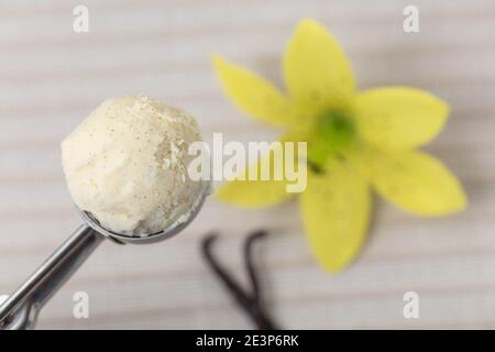 Frische Kugel Vanilleeis in einem Eis Mit Vanilleschoten und Vanilleblüte auflöffeln Stockfoto