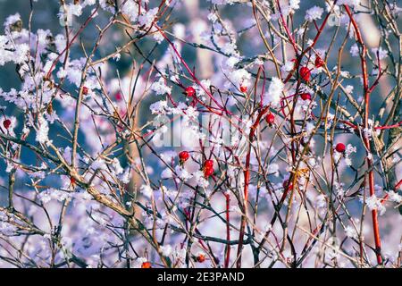 Rote Hagebutten mit Schnee bedeckt. Hagebutte im Schnee Stockfoto