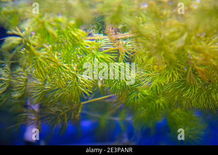 Wasserpflanze, das Hornkraut, im Aquarium. Ceratophyllum demersum. Selektiver Fokus Stockfoto