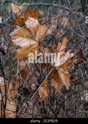 Braune Herbstblätter in Zweigen im Herbst gefangen Stockfoto