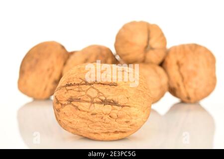 Eine ganze dunkelbraune reife natürliche Walnuss, im Vordergrund, im Fokus. Ein paar Walnüsse sind im Hintergrund. Der Hintergrund ist weiß. Stockfoto