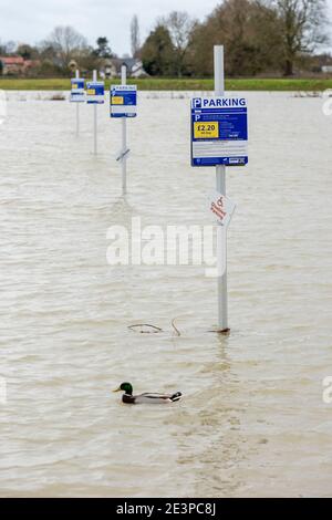 St Ives Cambridgeshire, Großbritannien. Januar 2021. Der Parkplatz befindet sich unter Wasser im Dolphin Hotel, da der Fluss Great Ouse seine Ufer geplatzt hat und das umliegende Land überschwemmt hat, da Sturm Christof weiterhin starken Regen über Großbritannien bringt. Für das Gebiet sind Hochwasserwarnungen vorhanden und es wird weiterer Regen prognostiziert. Der Fluss wird wahrscheinlich in den nächsten Tagen weiter steigen, da Wasser von stromaufwärts abfließt. Kredit: Julian Eales/Alamy Live Nachrichten Stockfoto