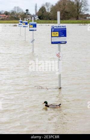 St Ives Cambridgeshire, Großbritannien. Januar 2021. Der Parkplatz befindet sich unter Wasser im Dolphin Hotel, da der Fluss Great Ouse seine Ufer geplatzt hat und das umliegende Land überschwemmt hat, da Sturm Christof weiterhin starken Regen über Großbritannien bringt. Für das Gebiet sind Hochwasserwarnungen vorhanden und es wird weiterer Regen prognostiziert. Der Fluss wird wahrscheinlich in den nächsten Tagen weiter steigen, da Wasser von stromaufwärts abfließt. Kredit: Julian Eales/Alamy Live Nachrichten Stockfoto