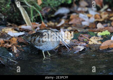 Einsame Bekassine (Gallinago solitaria) in Japan Stockfoto