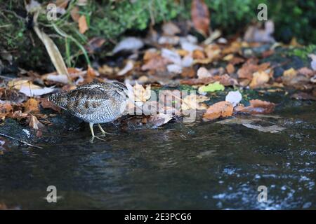 Einsame Bekassine (Gallinago solitaria) in Japan Stockfoto