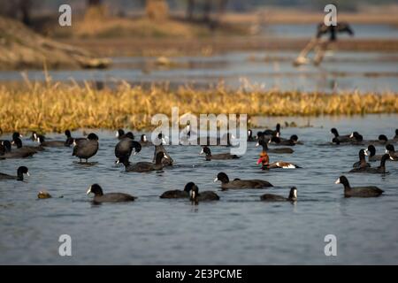 Rote Haubenpochard ein farbenfroher Vogel, der im blauen Wasser schwimmt Mit einem Schwarm eurasischer Rute im natürlichen szenischen Hintergrund keoladeo Nationalpark indien Stockfoto