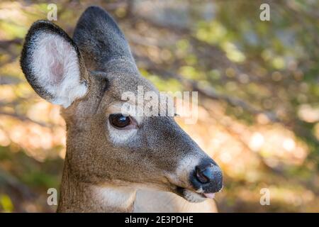 Eine Nahaufnahme des Kopfes eines weiblichen Hirsches. Nur der Kopf ist sichtbar. Wälder im Hintergrund. Stockfoto