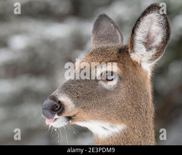 Eine Nahaufnahme des Kopfes eines weiblichen Hirsches. Nur der Kopf ist sichtbar. Wälder im Hintergrund. Stockfoto