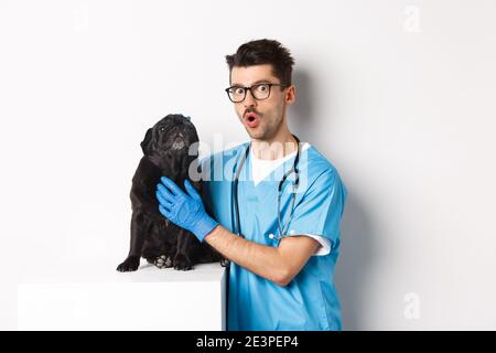 Schöner junger Tierarzt Arzt Kratzen niedlichen schwarzen Mops, Haustier einen Hund, stehend in Scrubs über weißem Hintergrund Stockfoto