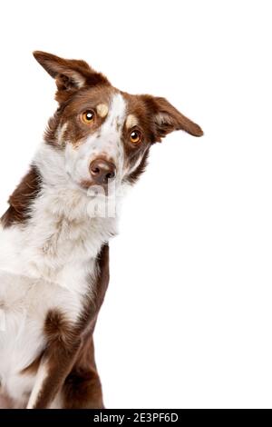 Schokolade sable Grenze Collie Hund vor einem weißen Hintergrund Stockfoto