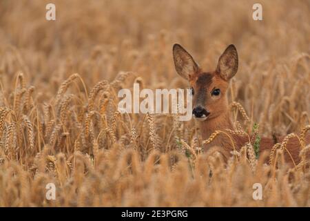 Rehe in ihrem natürlichen Lebensraum. Stockfoto