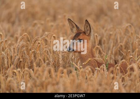 Rehe in ihrem natürlichen Lebensraum. Stockfoto