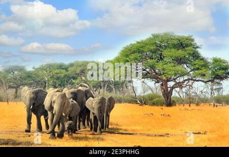 Herde afrikanischer Elefanten, die aus dem Busch herauspazierengehen Die trockene Savanne Stockfoto