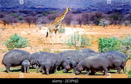 Pod von Hippo's mit einer einsamen Giraffe in der Ferne Stockfoto