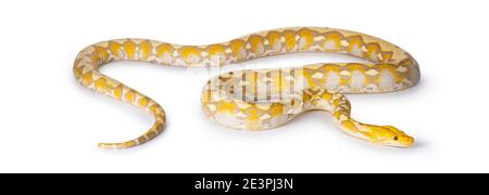 Ganzkörperaufnahme von Lavender Albino Reticulated Python aka Malayopython reticulatus Snake. Isoliert auf weißem Hintergrund. Stockfoto