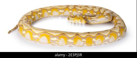 Ganzkörperaufnahme von Lavender Albino Reticulated Python aka Malayopython reticulatus Snake. Isoliert auf weißem Hintergrund. Stockfoto