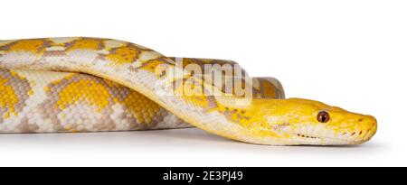 Lavendel Albino Reticulated Python aka Malayopython reticulatus Schlange. Isoliert auf weißem Hintergrund. Stockfoto
