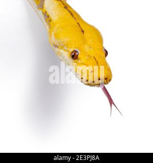 Kopfschuss der Lavender Albino Reticulated Python aka Malayopython reticulatus Snake. Isoliert auf weißem Hintergrund. Stockfoto