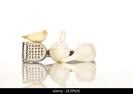 Mehrere ganze organische würzige reife Knoblauchköpfe und mehrere Nelken liegen in der Nähe eines Knoblauchginger auf weißem Hintergrund. Stockfoto