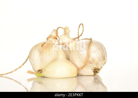 Zwei ganze organisch duftende Knoblauchköpfe, die durch Jute-Faden auf weißem Grund verbunden sind. Stockfoto