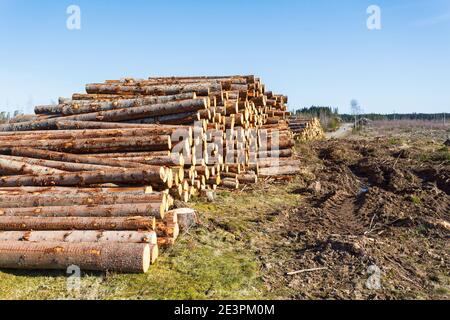 Depots für Holz bei der Entwaldung Stockfoto