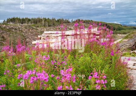 Rosebay Willowhern, Chamerion Angustifolium, in voller Blüte. Stockfoto