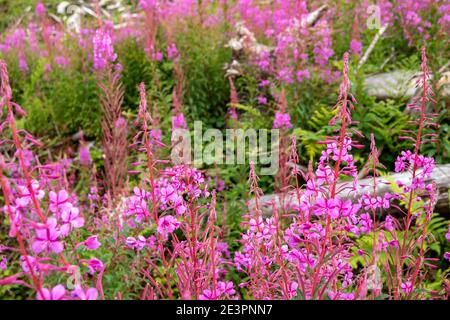 Rosebay Willowhern, Chamerion Angustifolium, in voller Blüte. Stockfoto