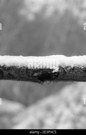 Gefallener Baum Ast bedeckt mit Schnee Sperrweg im Wald, monochromes Bild Stockfoto