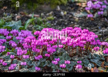 Schöne leuchtend rosa Cyclamen an einem sonnigen Frühlingstag Stockfoto