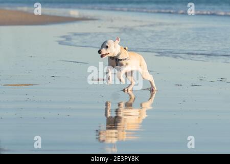 Junge Hündin, die am Strand spielt und läuft, können wir ihre Reflexion im Wasser sehen Stockfoto