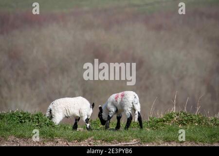 Lämmer genießen die Frühlingssonne auf einem Hügel In West sussex Stockfoto