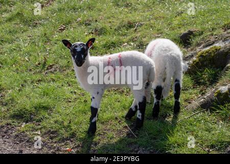 Niedliche schwarze und weiße Lämmer genießen die Frühlingssonne Stockfoto