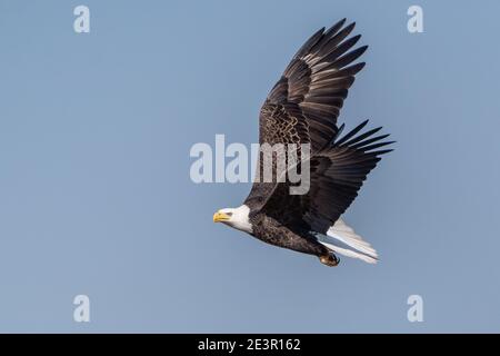 Ein schöner erwachsener Weißkopfseeadler (Haliaeetus leucocephalus) Fliegt vor einem blauen Himmel Hintergrund Stockfoto