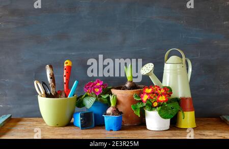 Gartenarbeit im Frühling, junge primula und Hyazinthe Blumen mit Gartengeräten, gute Kopiefläche Stockfoto