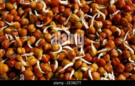 Gesprossene schwarze Gram in Schüssel.Rohe und gesunde Lebensmittel (Kichererbsen - Sprossen und gesunde Ernährung) Stockfoto