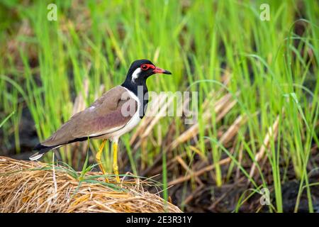 Bild eines rotwattelten Kiebatvogels (Vanellus indicus) auf Naturhintergrund. Tier. Vögel. Stockfoto