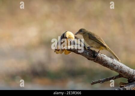 Bild von Streak-ohrigen Bulbul Vögel essen Bananen auf Natur Hintergrund. Tier. Vögel. (Pycnonotus blanfordi) Stockfoto