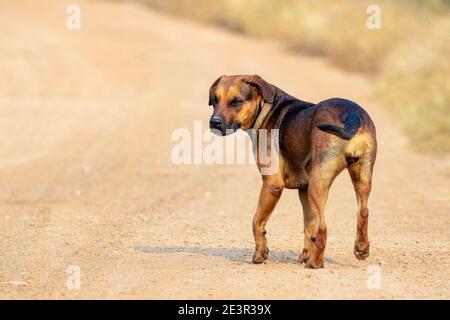 Bild von braunem Hund auf Natur Hintergrund. Tier. Haustier. Stockfoto