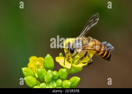 Bild von Biene oder Honigbiene auf Blume sammelt Nektar. Goldene Honigbiene auf Blütenpollen mit Raum verschwommen Hintergrund für Text. Insekt. Tier. Stockfoto