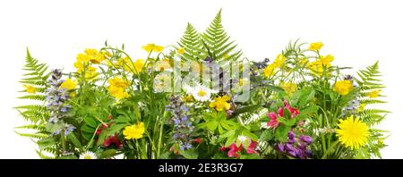 Wilde Wiesenblumen Panorama-Isoladet auf weißem Hintergrund Stockfoto