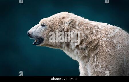 Eisbär Tierportrait auf texturiertem Hintergrund Stockfoto