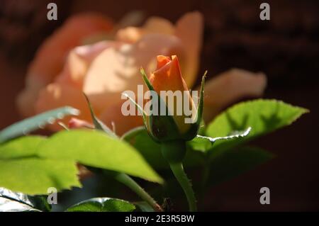 Helle orange und gelbe Rosen und Knospen in der Garten in einem schönen und sonnigen Frühlingstag Stockfoto