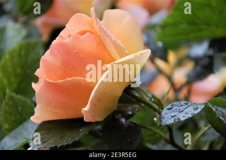 Blass orange gefärbte nasse Rose, die vom Regen an gebogen wird Ein dunkelgrünes Blatt im Garten in natürlichem Licht Stockfoto