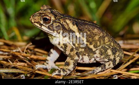 Gulf Coast Kröte (Incilius valliceps) sitzen auf getrocknetem Gras, Seitenansicht. Gemeinsam mit den südlichen Feuchtteilen der USA. Stockfoto