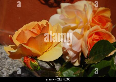 Helle orange und gelbe Rosen und Knospen in der Garten in einem schönen und sonnigen Frühlingstag Stockfoto