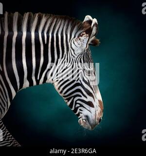 Grevys Zebra-Tierporträt auf texturiertem blauem Hintergrund Stockfoto